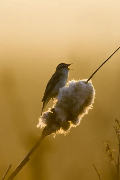 Framed Print : Sedge Warbler Backlit in early morning sunshine singing from a bullrush. Cleveland. UK Framed Print : Sedge Warbler Backlit in early morning sunshine singing from a bullrush. Cleveland. UK