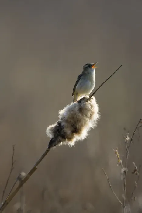 Framed Print : Sedge Warbler Backlit in early morning sunshine singing from a bullrush. Cleveland. UK