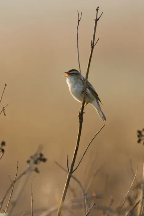 Framed Print : Sedge Warbler Backlit in early morning sunshine singing from while perched on dry vegetation. Cleveland. UK Framed Print : Sedge Warbler Backlit in early morning sunshine singing from while perched on dry vegetation. Cleveland. UK