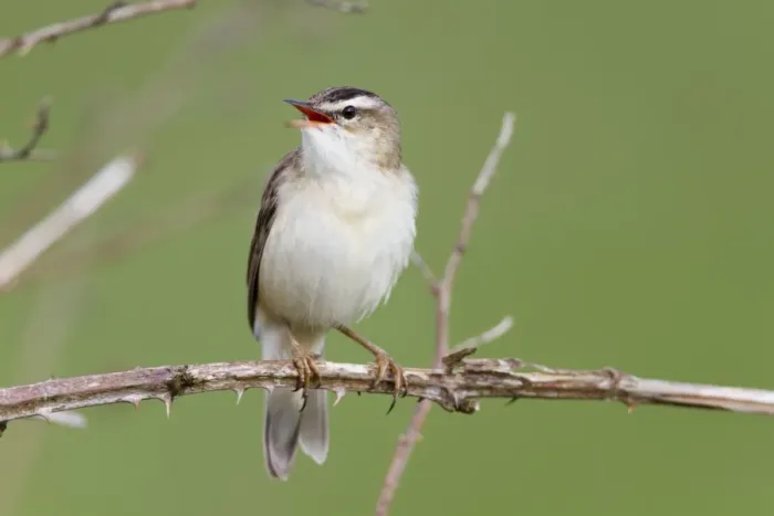 Framed Print : Sedge Warbler - calling - Scotland - UK Framed Print : Sedge Warbler - calling - Scotland - UK