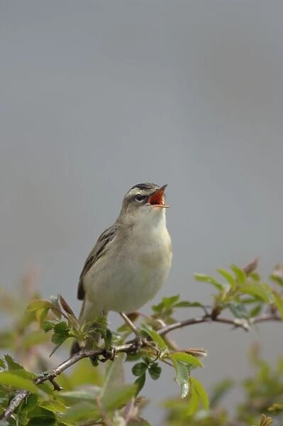Sedge Warbler - Male singing - Yorkshire - UK