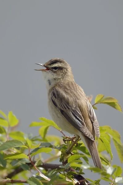 Sedge Warbler - Male singing - Yorkshire - UK