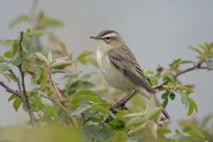 Framed Print : Sedge Warbler - Male - Yorkshire - UK Framed Print : Sedge Warbler - Male - Yorkshire - UK