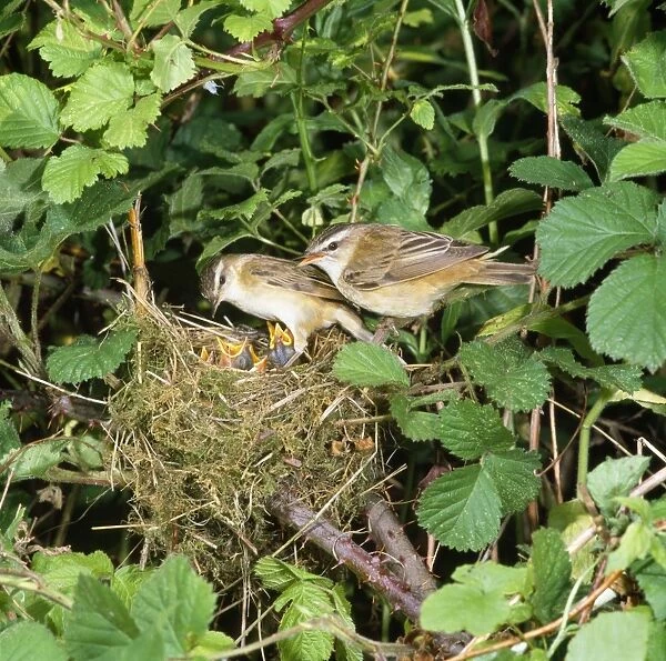 Sedge Warbler - at nest with young