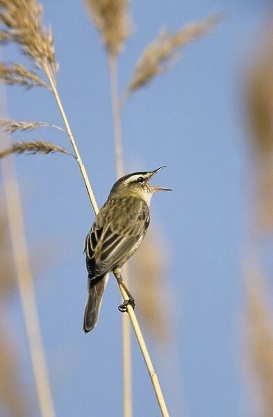 Sedge Warbler - singing in breeding territory