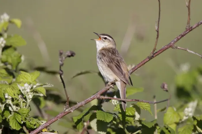 Framed Print : Sedge Warbler - singing from vantage point on bramble bushes - Cleveland - UK Framed Print : Sedge Warbler - singing from vantage point on bramble bushes - Cleveland - UK