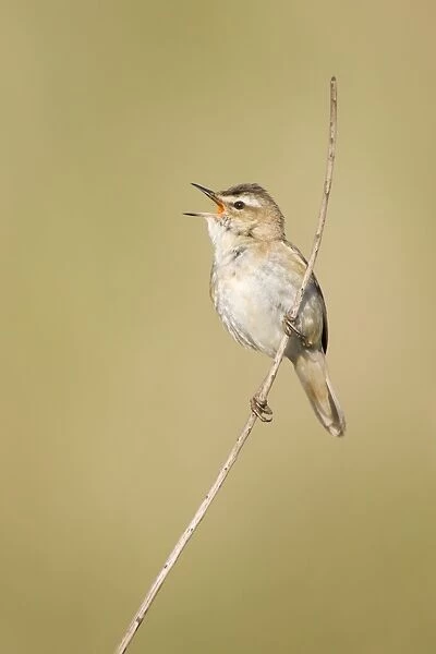 Sedge Warbler In typical springtime posture singing from a dry sedge stem. Cleveland. UK (Some distracting grasses have been removed in photoshop)