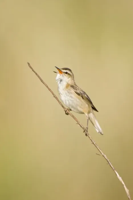 Framed Print : Sedge Warbler In typical springtime posture singing from a dry sedge stem. Cleveland. UK (Some distracting grasses have been removed in photoshop) Framed Print : Sedge Warbler In typical springtime posture singing from a dry sedge stem. Cleveland. UK (Some distracting grasses have been removed in photoshop)