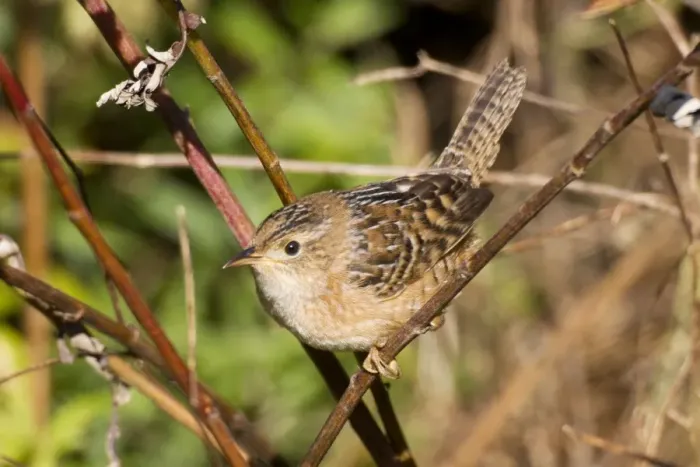 Framed Print : Sedge Wren - October - Connecticut - USA