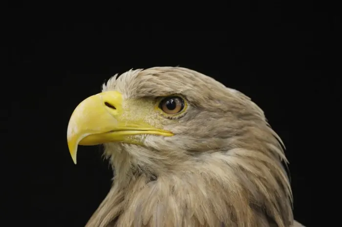 Framed Print : Seeadler. SM-2178. White Tailed Eagle - portrait