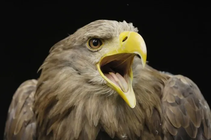 Framed Print : Seeadler. SM-2179. White-Tailed Eagle - portrait Framed Print : Seeadler. SM-2179. White-Tailed Eagle - portrait