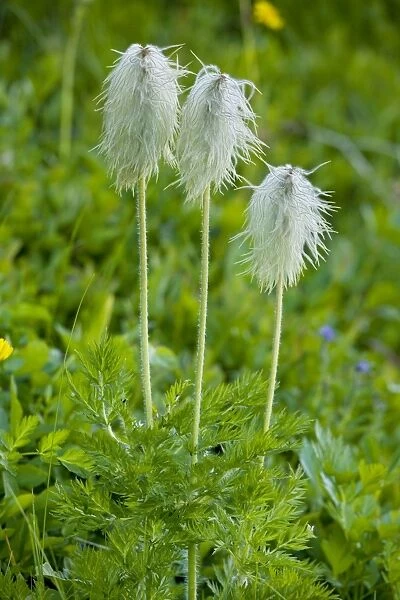 Seed heads of Western Anemone  /  Western Pasque flower - Mount Rainier, Cascade Mountains, Washington