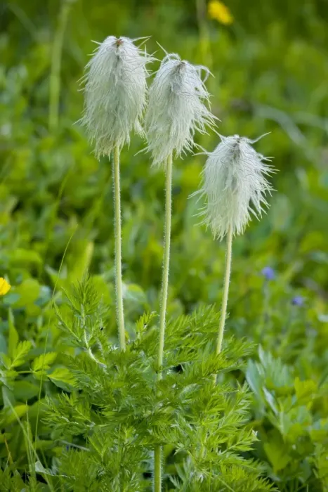 Framed Print : Seed heads of Western Anemone / Western Pasque flower - Mount Rainier, Cascade Mountains, Washington Framed Print : Seed heads of Western Anemone / Western Pasque flower - Mount Rainier, Cascade Mountains, Washington