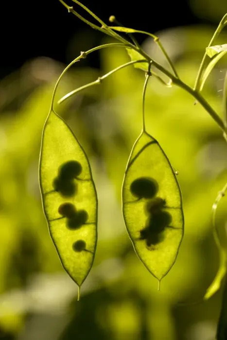 Framed Print : Seed pods of Perennial honesty (Lunaria rediviva). Germany Framed Print : Seed pods of Perennial honesty (Lunaria rediviva). Germany