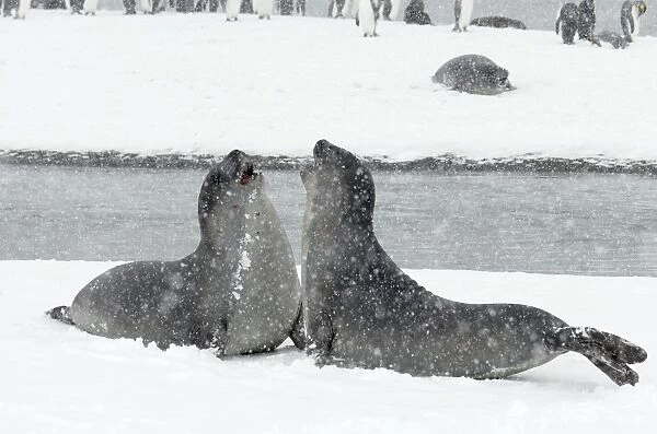 Seelefant. SM-1900. Southern Elephant Seal - young males fighting in blizzard