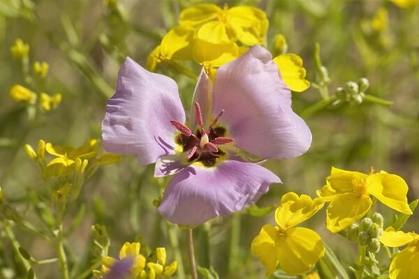 Sego  /  Winding Mariposa Lily and Gordon's  /  Bladderpod Mustard (Lesquerella gordoni) - spring - Toroweap, Grand Canyon North Rim, Grand Canyon National Park, Arizona, USA
