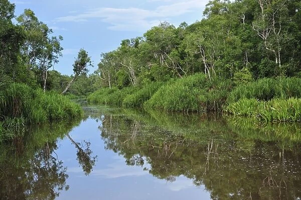 Sekonyer river with forest - Tanjung Puting National Park - Kalimantan - Borneo - Indonesia