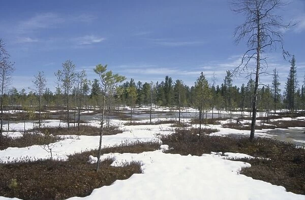Semi-tundra in spring, Siberia Snow melts in semi-tundra, near river Taz; spring; North Tumen region, Siberia, Russia Tz30. 0624