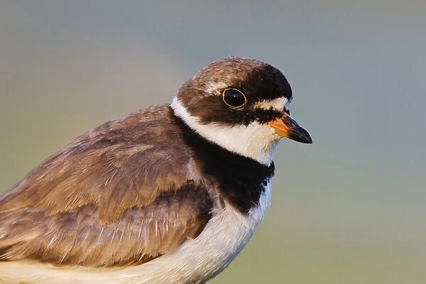 Semipalmated Plover - adult in August at Jamaica Bay NWR - NY - USA