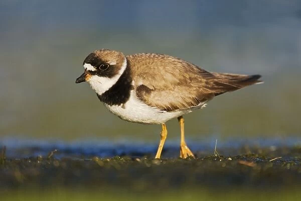 Semipalmated Plover - adult in August at Jamaica Bay NWR - NY - USA