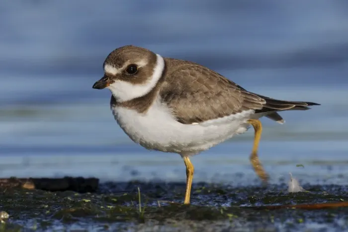 Framed Print : Semipalmated Plover - juvenile at Jamaice Bay NWR, NY in September, USA Framed Print : Semipalmated Plover - juvenile at Jamaice Bay NWR, NY in September, USA