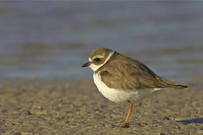 Framed Print : Semipalmated Plover - Marco Island, florida, USA BI001993 Framed Print : Semipalmated Plover - Marco Island, florida, USA BI001993