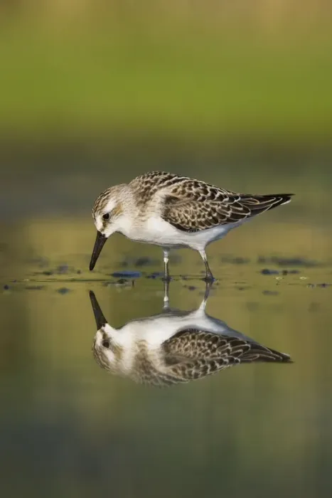 Framed Print : Semipalmated Sandpiper - Juvenile in August. Jamaica Bay - NY - Aug - USA Framed Print : Semipalmated Sandpiper - Juvenile in August. Jamaica Bay - NY - Aug - USA