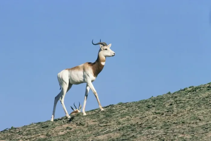 Framed Print : Senegal Dama Gazelle - also known as Addra gazelle, ariel, nanger and ril. Male Framed Print : Senegal Dama Gazelle - also known as Addra gazelle, ariel, nanger and ril. Male