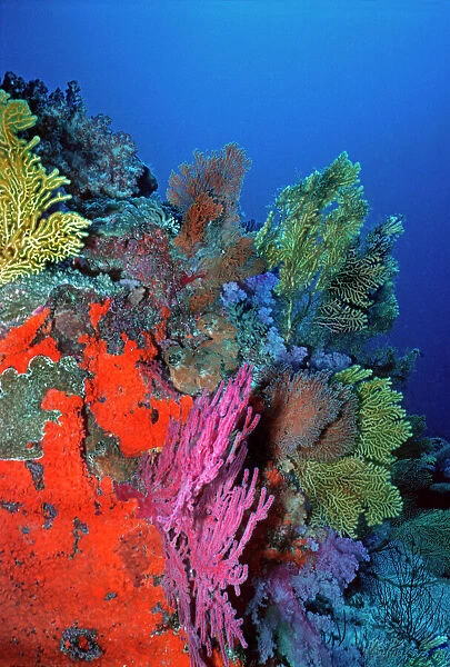 Senic coral reef underwater Komodo is world famous for its rich and colourful marine life Komodo Marine Park, Indonesia