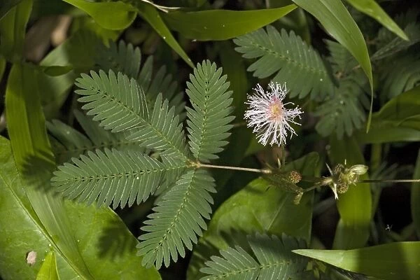 Sensitive plant, in flower. Costa Rica