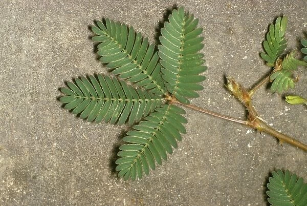 Sensitive Plant - before touching sequence (1 of 2)