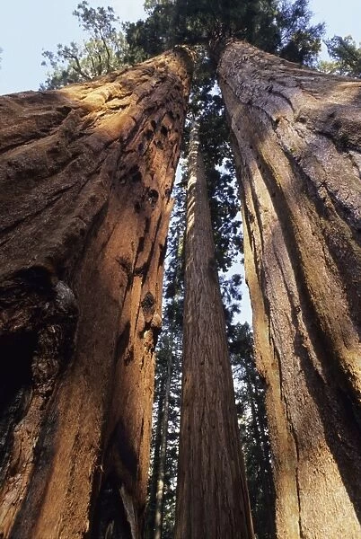 Sequoia Sequoia National Park, California, USA