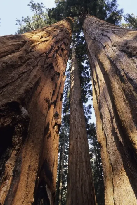 Framed Print : Sequoia Sequoia National Park, California, USA Framed Print : Sequoia Sequoia National Park, California, USA