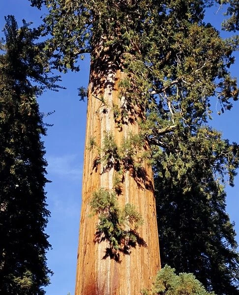 Sequoia Tree - Grant Cove, Kings Canyon National Park, California, USA