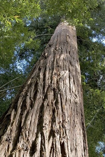 Sequoia Tree - looking up at trunk - 130 years old - Bambouseraie - d'Anduze Gard - France