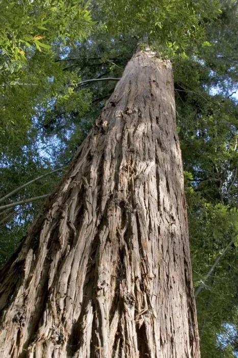 Framed Print : Sequoia Tree - looking up at trunk - 130 years old - Bambouseraie - d'Anduze Gard - France