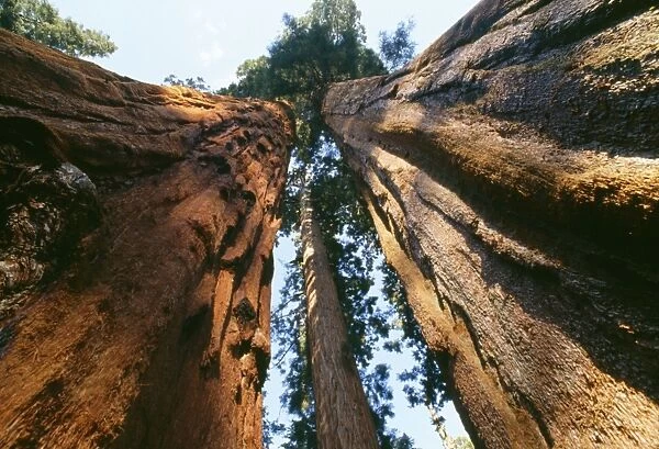 Sequoia Trees Sequoia National Park, California, USA