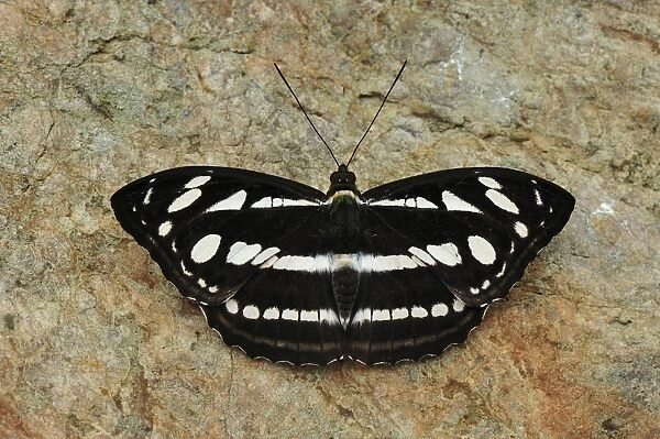 Sergeant - Nymphalid butterfly - Gunung Leuser National Park - Bukit Lawang - Northern Sumatra - Indonesia