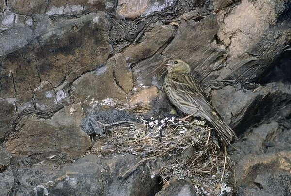 Serin - female at nest