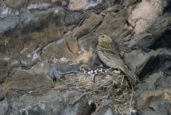 Framed Print : Serin - female at nest Framed Print : Serin - female at nest