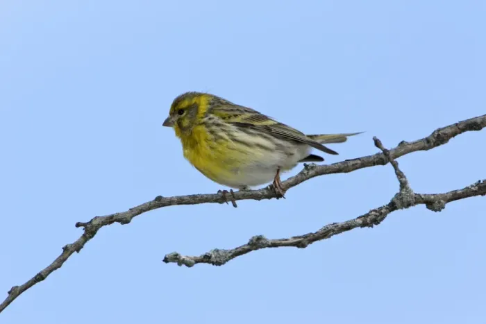 Framed Print : Serin - male bird on branch, Extremadura, Spain Framed Print : Serin - male bird on branch, Extremadura, Spain