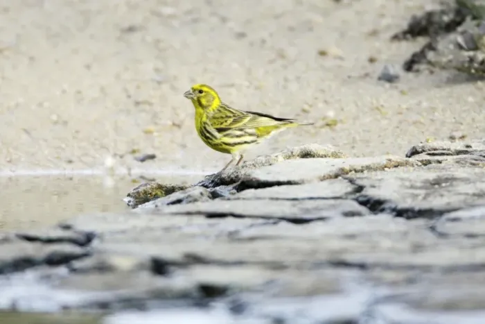 Framed Print : Serin - male drinking from river, region of Alentejo, Portugal Framed Print : Serin - male drinking from river, region of Alentejo, Portugal