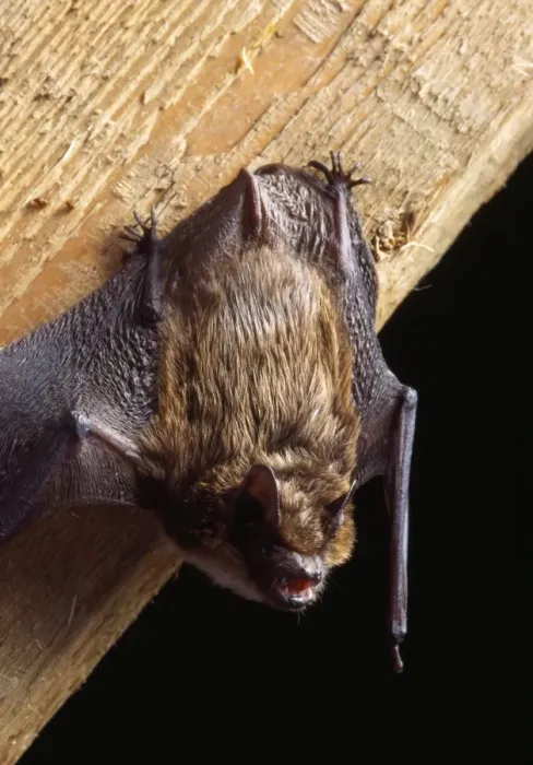 Framed Print : Serotine Bat Framed Print : Serotine Bat