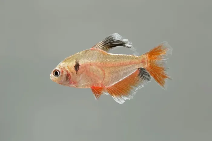 Framed Print : Serpai Tetra – side view grey background tropical freshwater Amazen 002086 Framed Print : Serpai Tetra – side view grey background tropical freshwater Amazen 002086