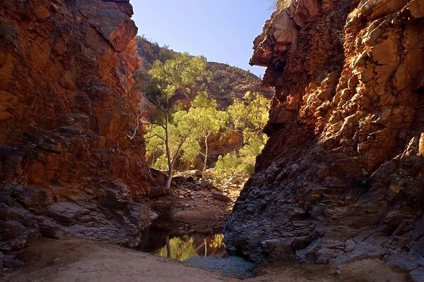 Serpentine Gorge - towering red cliffs at the entrance of Serpentinge Gorge and a semi-permanent waterhole. The floor of the gorge is lined with gum trees backlighted by the sun - West MacDonnell National Park, Northern Territory, Australia