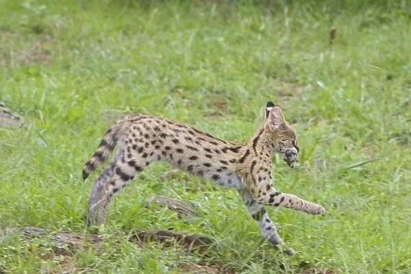 Serval - 13 week old orphan kitten running with mouse - Masai Mara Reserve - Kenya