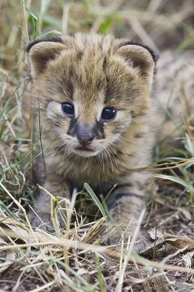 Serval - 2 week old orphan kitten with ears just starting to open - Masai Mara Reserve - Kenya