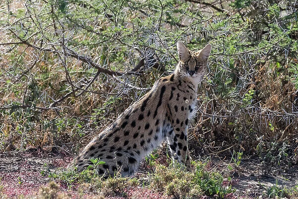 Serval (Leptailurus serval), Ndutu, Ngorongoro Conservation Area, Serengeti, Tanzania. Date: 26-02-2018