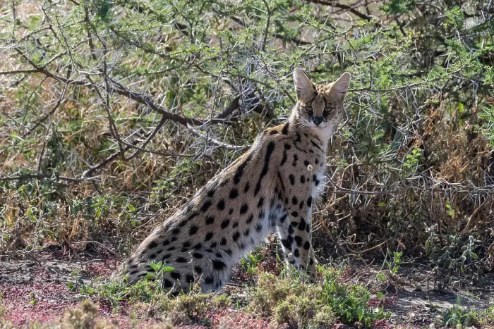 Framed Print : Serval (Leptailurus serval), Ndutu, Ngorongoro Conservation Area, Serengeti, Tanzania. Date: 26-02-2018 Framed Print : Serval (Leptailurus serval), Ndutu, Ngorongoro Conservation Area, Serengeti, Tanzania. Date: 26-02-2018