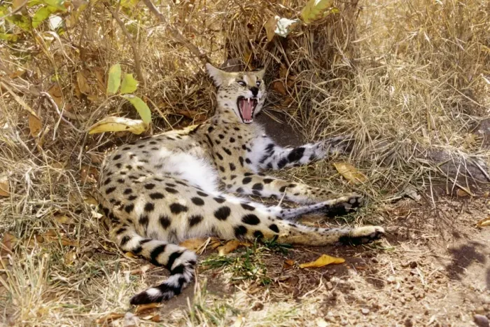 Framed Print : Serval - resting & yawning Framed Print : Serval - resting & yawning